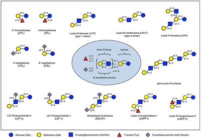 Immunological Effects of Human Milk Oligosaccharides